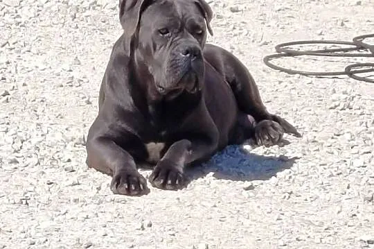 Piesek Cane Corso, Łódzkie, Rozprza
