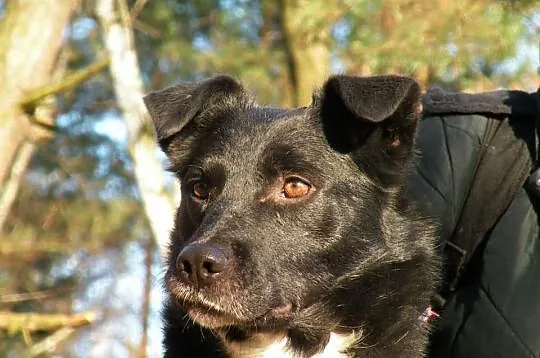 Duduś - podaruj dom temu przyjacielskiemu psiakowi