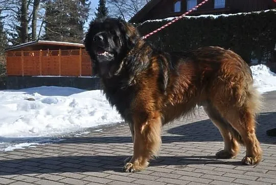 Leonberger