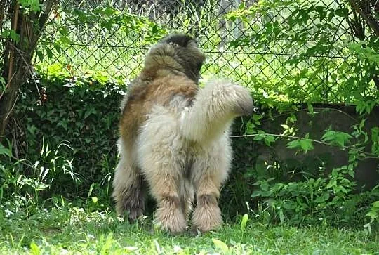 Leonberger