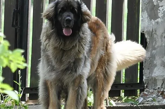 Leonberger