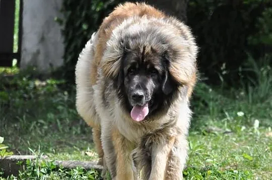 Leonberger