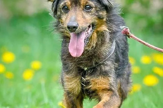 OTOZ Animals - Cedra - niewielka, wesoła sunia dla