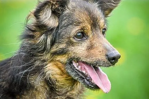 OTOZ Animals - Cedra - niewielka, wesoła sunia dla