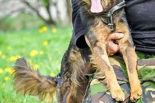 OTOZ Animals - Cedra - niewielka, wesoła sunia dla