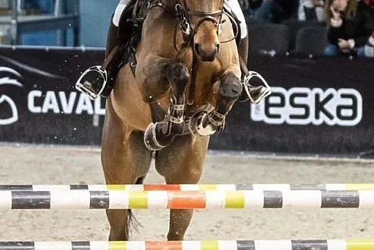 KOŃ DO SPORTU PROFESOR, , 