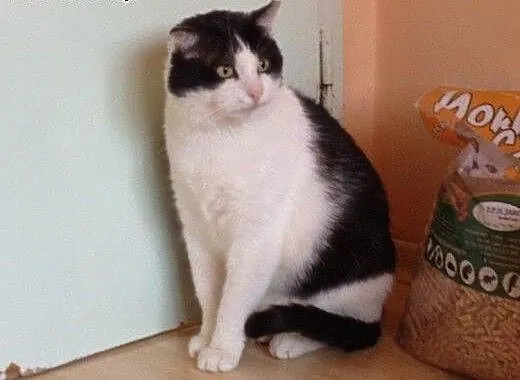 Motylek do adopcji!!!, łódzkie Łódź