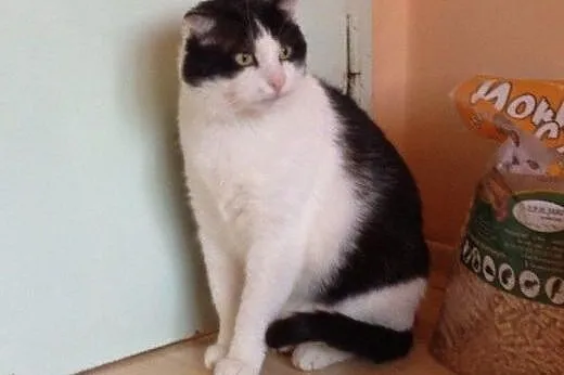 Motylek do adopcji!!!,  łódzkie Łódź