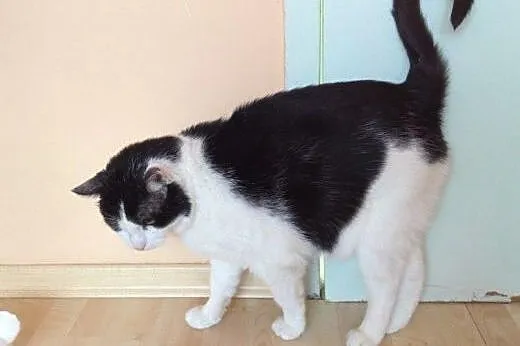 Motylek do adopcji!!!,  łódzkie Łódź