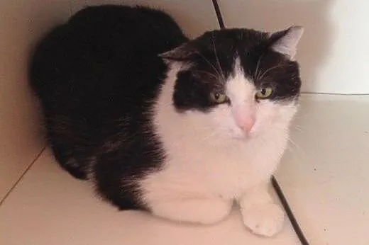 Motylek do adopcji!!!,  łódzkie Łódź