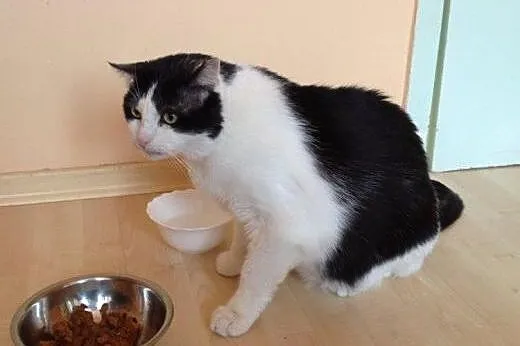 Motylek do adopcji!!!,  łódzkie Łódź