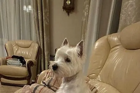 Suczka Wystawowa po Championach West Highland white Terrier ZKwP FCI