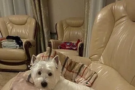 Suczka Wystawowa po Championach West Highland white Terrier ZKwP FCI, Mazowieckie, Chrośla