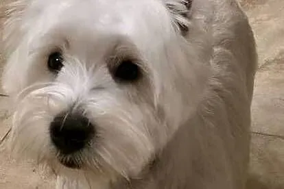 Suczka Wystawowa po Championach West Highland white Terrier ZKwP FCI, Mazowieckie, Chrośla