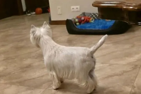 Suczka Wystawowa po Championach West Highland white Terrier ZKwP FCI, Mazowieckie, Chrośla