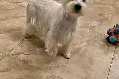 Suczka Wystawowa po Championach West Highland white Terrier ZKwP FCI, Mazowieckie, Chrośla