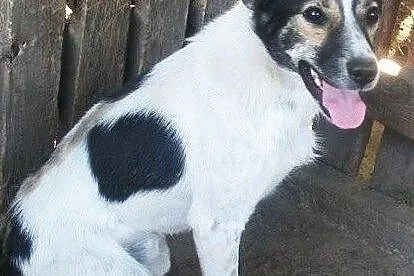 Oskar przyjacielski psiak -  mix foxterrierka ,  mazowieckie Warszawa