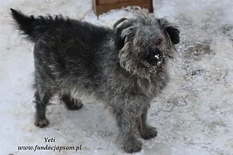 Yeti - szary kudłaczek,  mazowieckie Nowy Dwór Maz