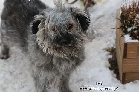 Yeti - szary kudłaczek,  mazowieckie Nowy Dwór Maz