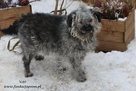 Yeti - szary kudłaczek,  mazowieckie Nowy Dwór Maz