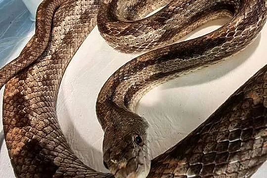 Rat Snake promocja tylko do końca czerwca