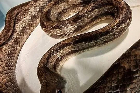 Rat Snake promocja tylko do końca czerwca, Dolnośląskie, Oława