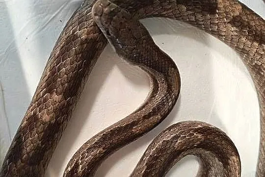 Rat Snake promocja tylko do końca czerwca, Dolnośląskie, Oława
