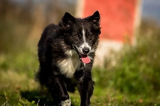 OBI - podaruj trochę serca Swego i adoptuj go kole, Warszawa