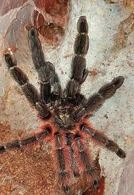Psalmopoeus victorii 5 dc samica, Śląskie, Częstochowa