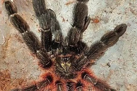 Psalmopoeus victorii 5 dc samica, Śląskie, Częstochowa