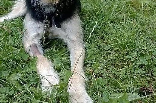 Morris - wciąż czeka na miłość...,  mazowieckie Wa
