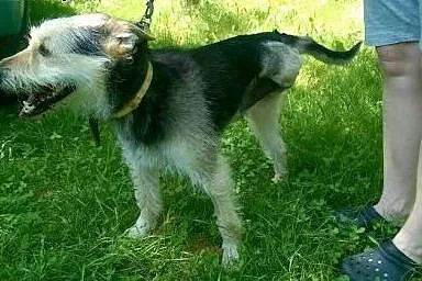 Morris - wciąż czeka na miłość...,  mazowieckie Wa