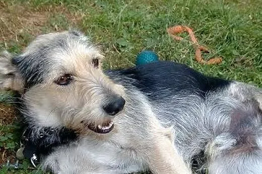 Morris - wciąż czeka na miłość...,  mazowieckie Wa