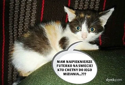 MALUCHY czekaja na najlepszy domek, łódzkie Łódź