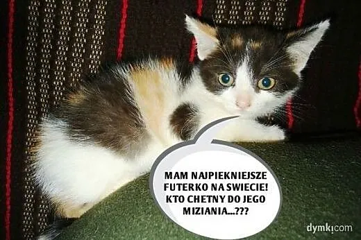 MALUCHY czekaja na najlepszy domek,  łódzkie Łódź
