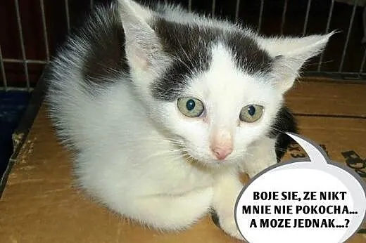 MALUCHY czekaja na najlepszy domek,  łódzkie Łódź