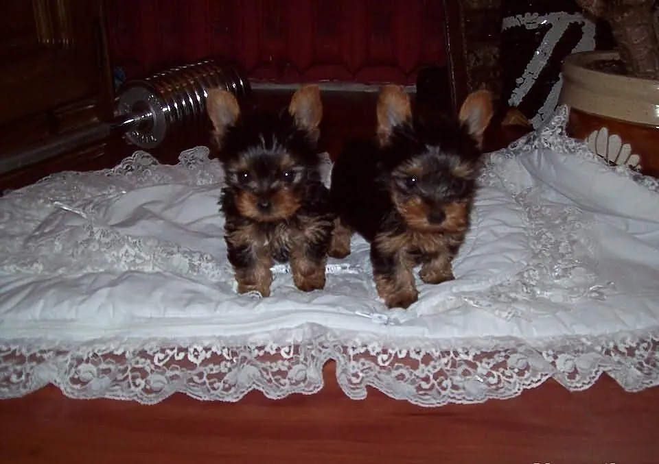 Yorki miniaturowe!