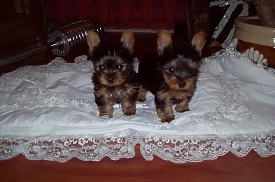 Yorki miniaturowe!