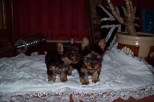 Yorki miniaturowe!