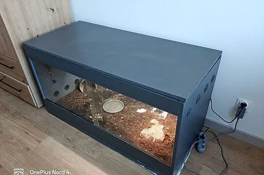 Młody żółw lamparci z terrarium- wyposażenie premium! żółw lądowy