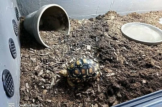 Młody żółw lamparci z terrarium- wyposażenie premium! żółw lądowy, Pomorskie, Pruszcz Gdański