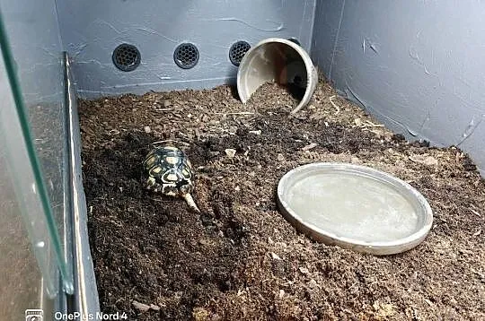 Młody żółw lamparci z terrarium- wyposażenie premium! żółw lądowy, Pomorskie, Pruszcz Gdański
