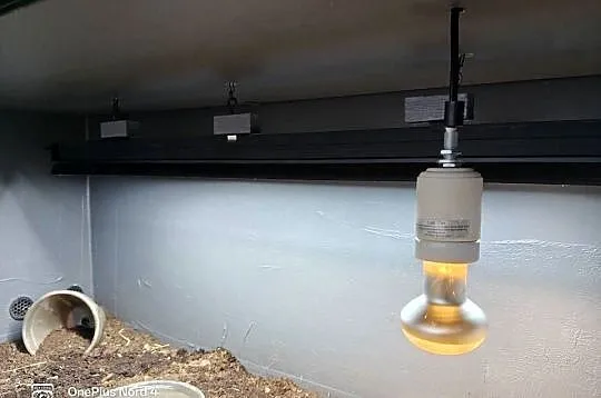 Młody żółw lamparci z terrarium- wyposażenie premium! żółw lądowy, Pomorskie, Pruszcz Gdański