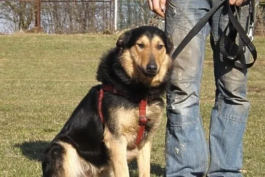 Peron – piękny, młody, energiczny, SZUKA DOMU!!!!