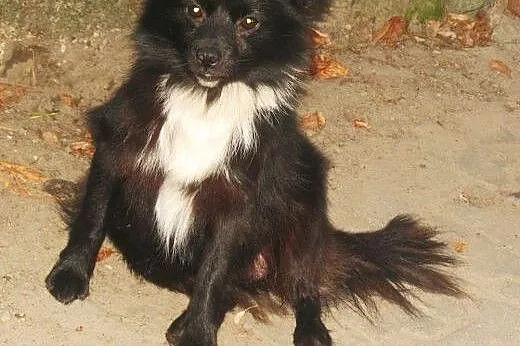 Cyganek mały rodzinny psiak ,  mazowieckie Warszaw