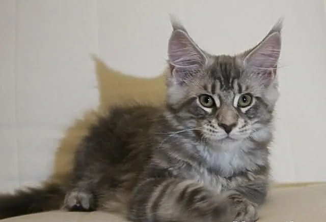Przemiły kocurek Maine Coon Jumper z rodowodem FPL