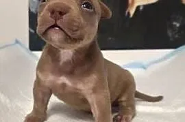 Śliczne szczenięta American Bully Pocket Mini – zdrowe i socjalizowane