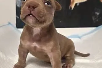 Śliczne szczenięta American Bully Pocket Mini – zdrowe i socjalizowane