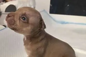 Śliczne szczenięta American Bully Pocket Mini – zdrowe i socjalizowane, Pomorskie, Gdańsk