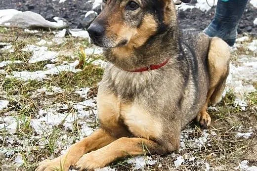 3-letni Tobi - nie przeocz takiego skarbu :),  maz
